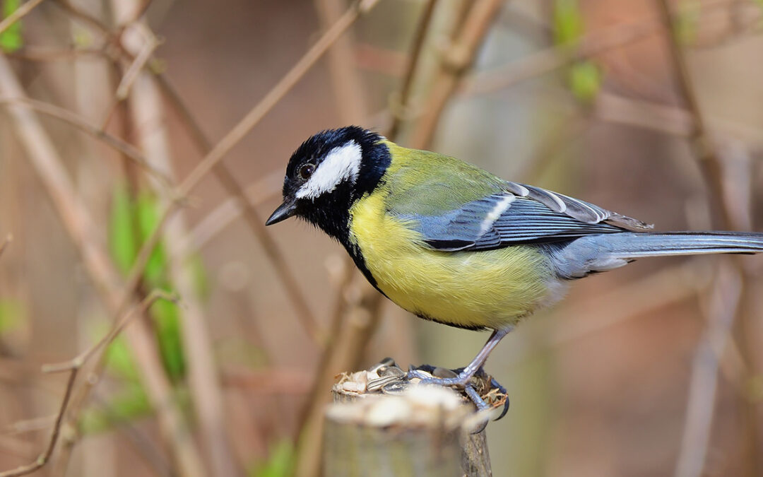 Comment installer des nichoirs à mésanges ?