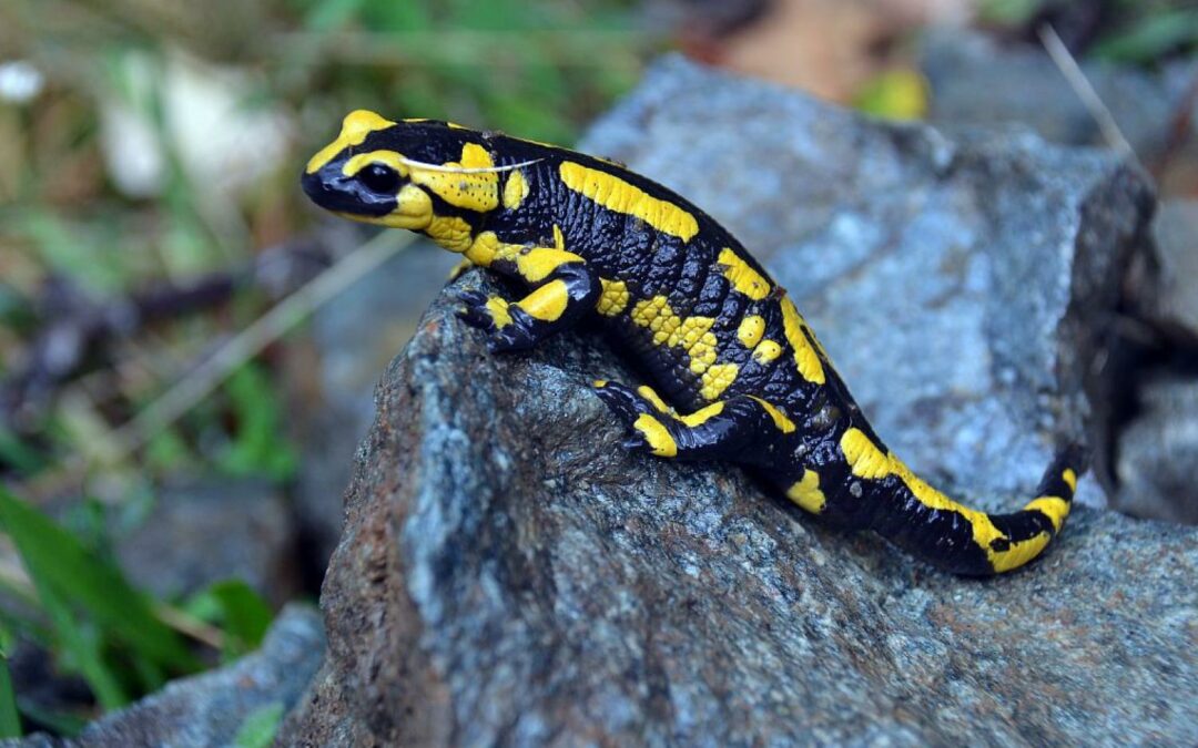 Mallette pédagogique amphibiens